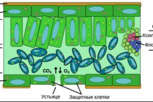 Monokarbonska i dicotiledonska postrojenja - karakteristike nastave i razlikovanja u strukturi Monokarbonska i dicotiledonska postrojenja - karakteristike nastave i razlikovanja u strukturi